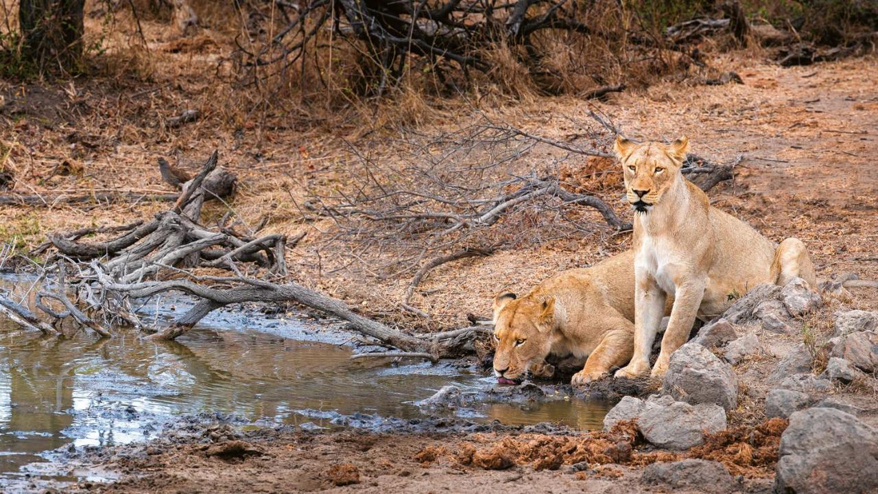 Geiger'S Camp In Timbavati Game Reserve By Newmark Luaran gambar