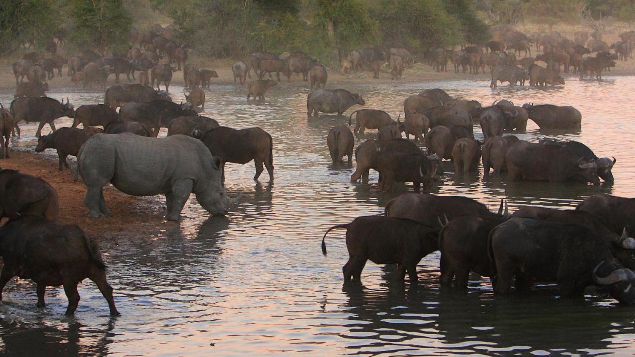 Geiger'S Camp In Timbavati Game Reserve By Newmark Luaran gambar